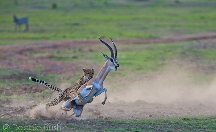 Màn săn mồi kinh khiếp của báo săn diễn ra tại Kicheche Bush Camp, Khu bảo tồn quốc gia Maasai Mara, Kenya.